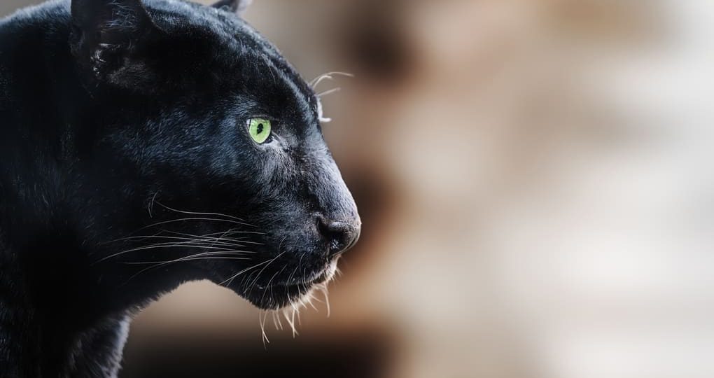 Max van Rijswijk y el rol de los felinos como reguladores de presas