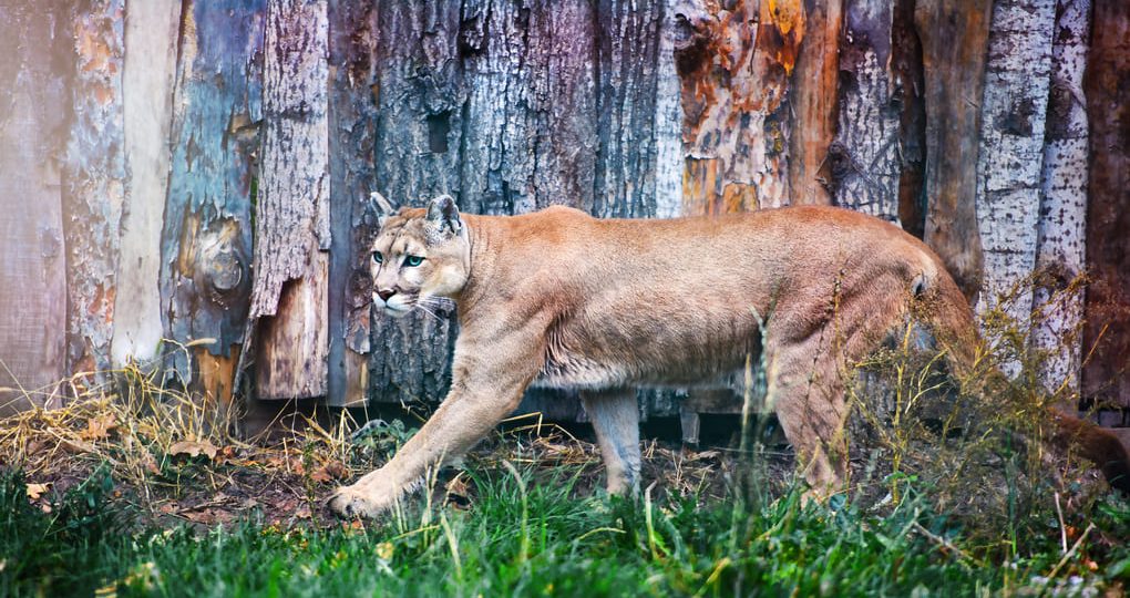 Importancia de los corredores biológicos para los felinos en Panamá